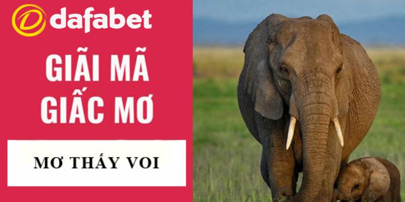Giải mã chi tiết các giấc mơ thấy voi hay gặp