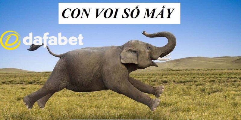 Những con số may mắn nên đánh vào ngày hôm sau nếu mơ thấy voi 